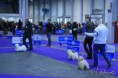 /album/fehova-winter-dog-show/mg-0310-copy-jpg/